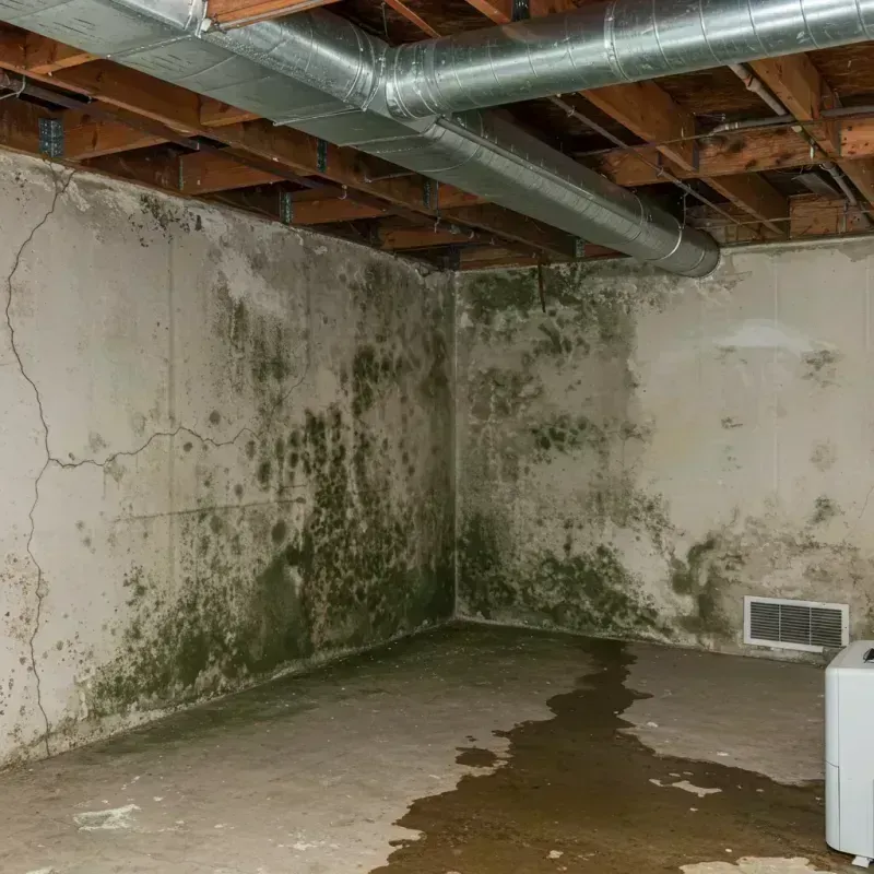 Professional Mold Removal in Johnstown, CO